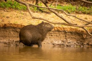 capibara