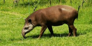 tapir