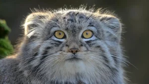 gato de pallas