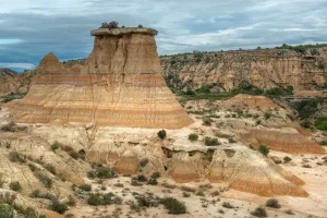 monegros camellos